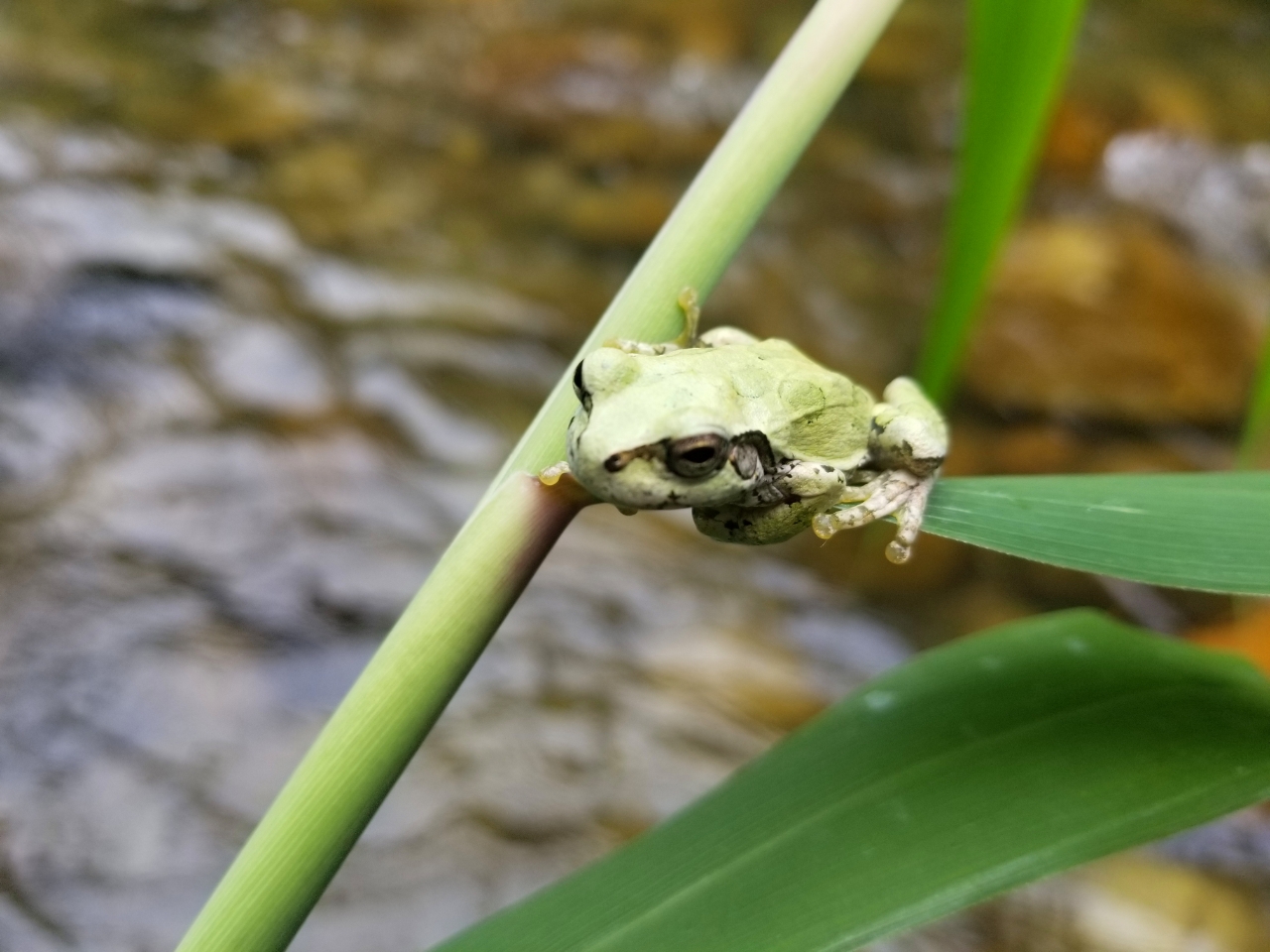 ヤマメ