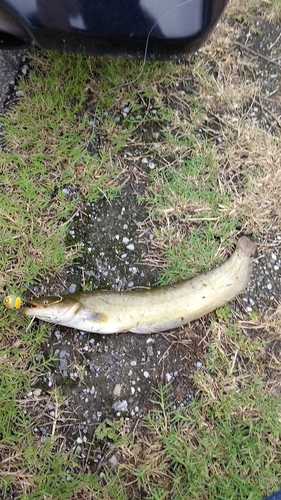 アメリカナマズの釣果