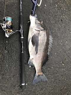 チヌの釣果