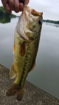 ラージマウスバスの釣果