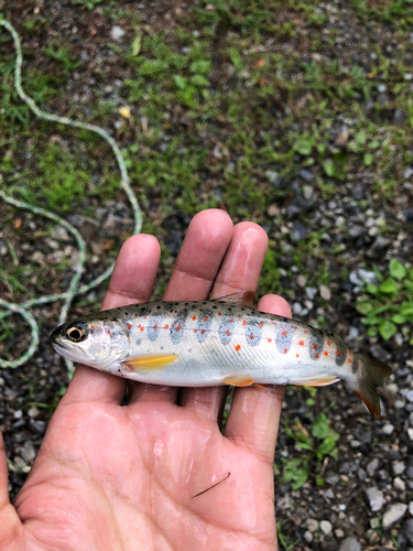 アマゴの釣果