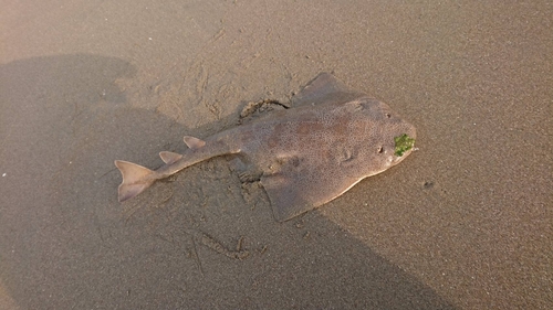 カスザメの釣果