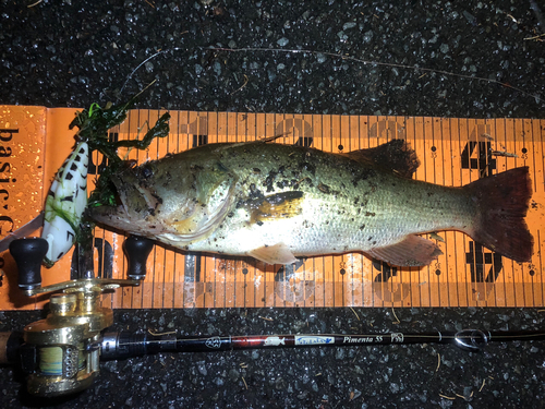 ブラックバスの釣果