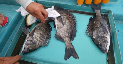 クロダイの釣果