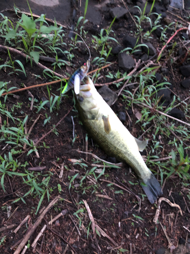 ブラックバスの釣果