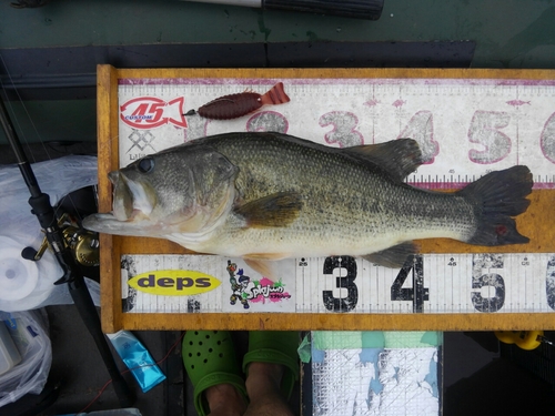 ブラックバスの釣果