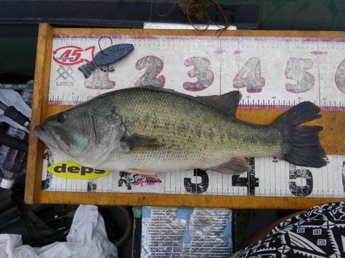 ブラックバスの釣果