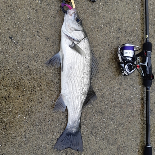 ヒラスズキの釣果