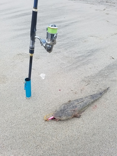 マゴチの釣果