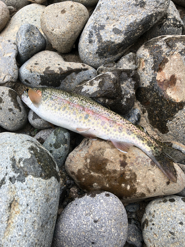 ニジマスの釣果