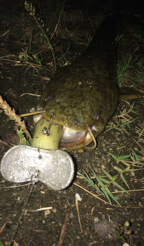 マナマズの釣果