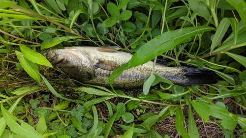 ブラックバスの釣果