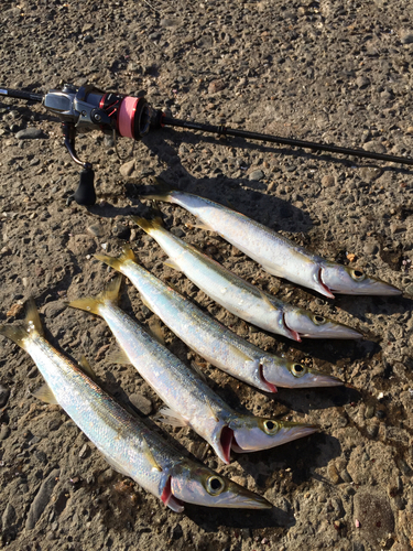 カマスの釣果