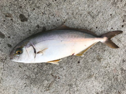 ショゴの釣果