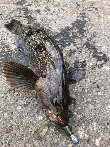 アイナメの釣果