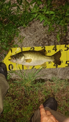 ブラックバスの釣果