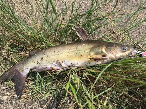 アメリカンキャットフィッシュの釣果