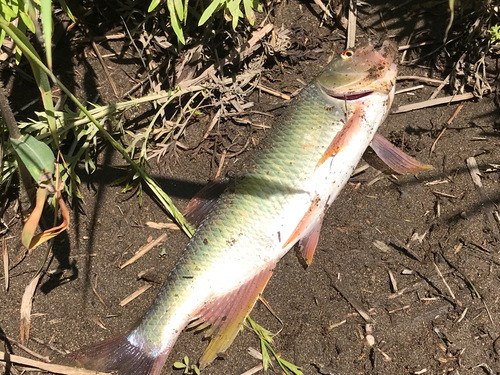 ケタバスの釣果