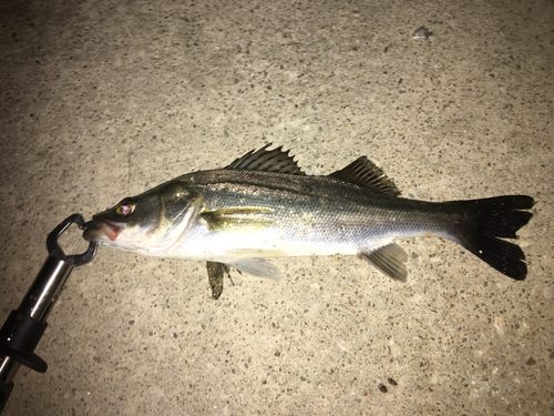 セイゴ（マルスズキ）の釣果