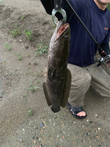 ライギョの釣果