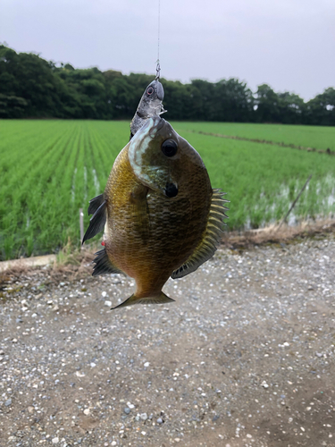 ブルーギルの釣果