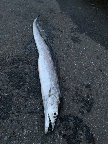 タチウオの釣果