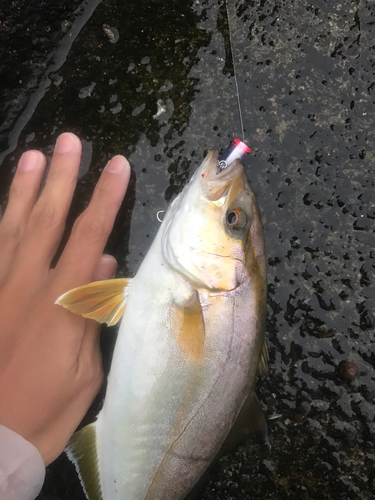 カンパチの釣果