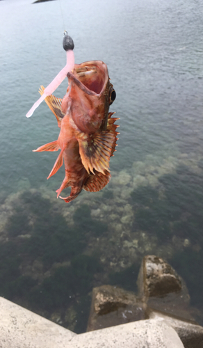 カサゴの釣果