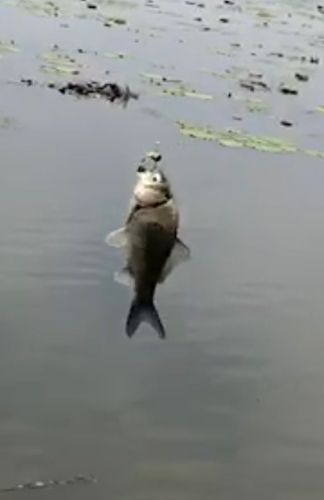 ヘラブナの釣果