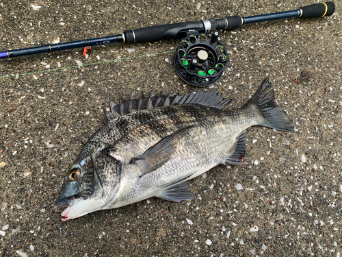 クロダイの釣果