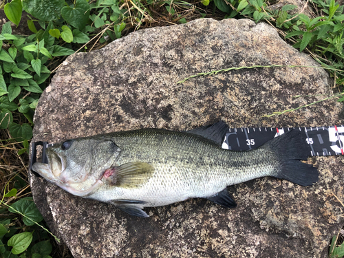 ブラックバスの釣果