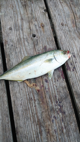 ヤズの釣果