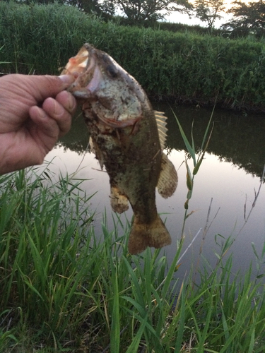 ラージマウスバスの釣果