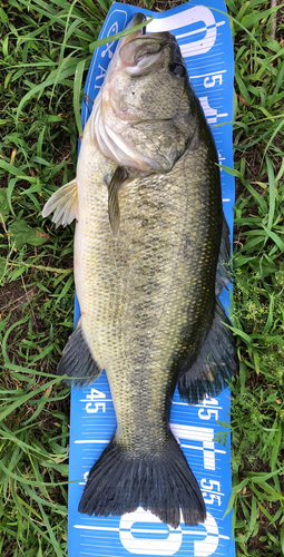 ブラックバスの釣果