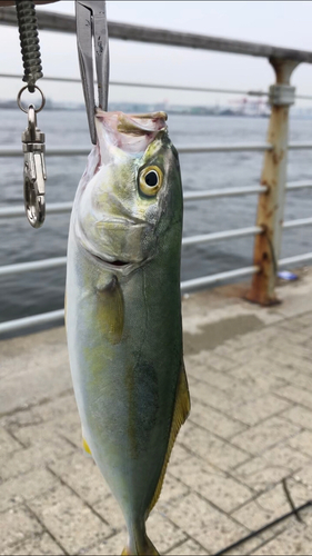 ツバスの釣果