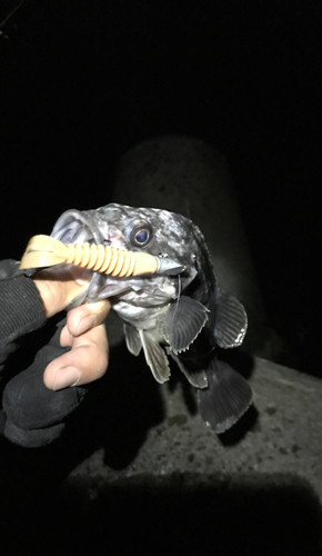 クロソイの釣果