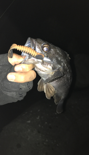 クロソイの釣果