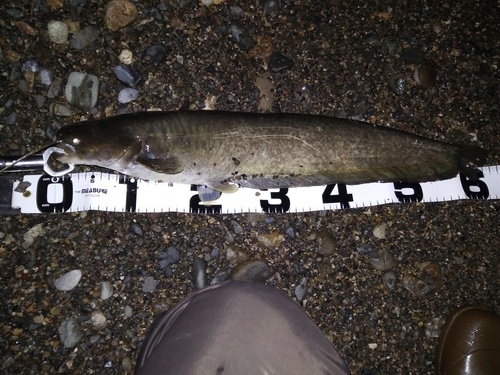 マナマズの釣果