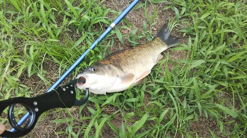 キンブナの釣果