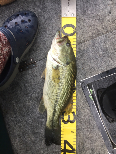 ブラックバスの釣果