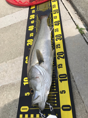 フッコ（マルスズキ）の釣果