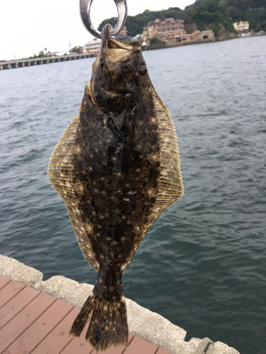 ソゲの釣果