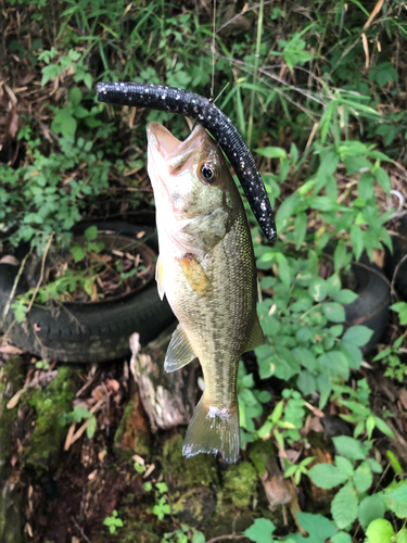 ブラックバスの釣果