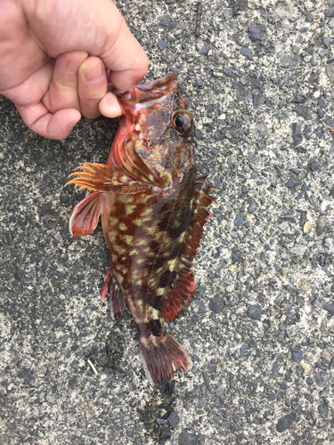 カサゴの釣果