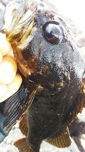 ムラソイの釣果