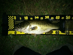 ブラックバスの釣果