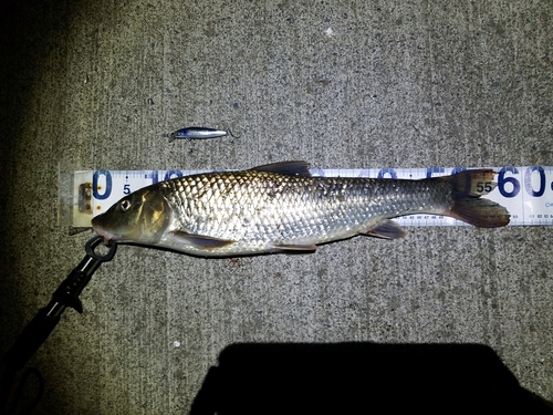 ニゴイの釣果