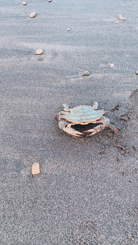 カニの釣果