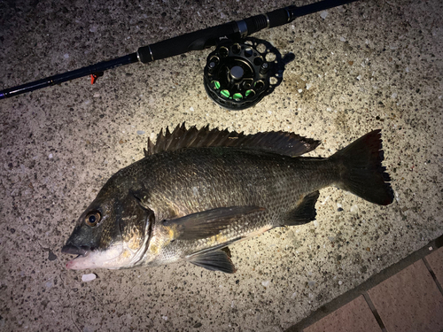 クロダイの釣果