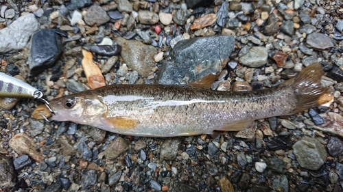 ウグイの釣果